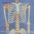 PNT-0104 Modelo de enseñanza para la biología 180 cm de alto modelo de esqueleto con ligamento de la articulación